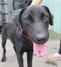Black adult female mixed-breed dog, Medium, shelter no. …0303