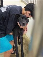 Photo of No. PAAAG1100315019, Adult · Male · Large · Mixed breed