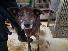 Photo of No. 109111304, Adult · Female · Medium · Mixed breed