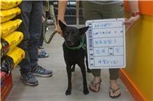 Black adult male mixed-breed dog, Large, shelter no. …089D