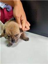 Tan young male mixed-breed dog, Small, shelter no. …4003