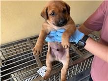 Tan young male mixed-breed dog, Small, shelter no. …0012