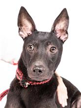 Photo of No. 108071709, Adult · Female · Medium · Mixed breed