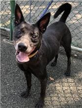 Photo of No. 106071207, Adult · Male · Medium · Mixed breed