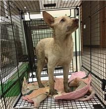 Photo of No. 1091208D02, Young · Female · Small · Mixed breed