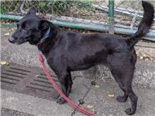 Photo of No. 109080410, Adult · Female · Medium · Mixed breed