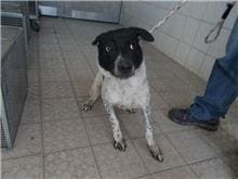 Photo of No. HAAAG1051219276, Adult · Male · Medium · Mixed breed