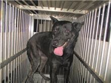 Photo of No. CAAAG1110118020, Adult · Female · Medium · Mixed breed