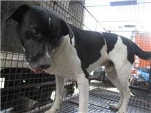 Photo of No. CAAAG1070125001, Male · Medium · Mixed breed