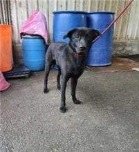 Photo of No. AAAEG1100303002, Adult · Male · Medium · Mixed breed