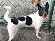 Photo of No. 106082901, Adult · Male · Medium · Dog