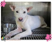 Photo of No. 105070306, Adult · Male · Medium · Mixed breed
