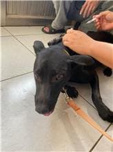 Photo of No. PAAAG1100906003, Adult · Female · Large · Mixed breed