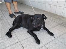 Photo of No. HAAAG1060828048, Adult · Female · Medium · Mixed breed