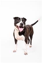 Photo of No. 107060605, Adult · Male · Medium · Mixed breed