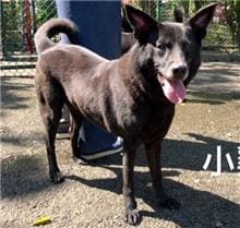 Photo of No. 106020210, Adult · Male · Medium · Mixed breed