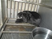 Photo of No. CAAAG1090825004, Female · Small · Mixed breed