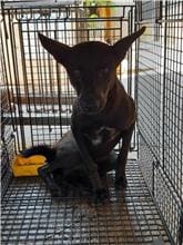 Photo of No. PAAAG1090326061, Adult · Male · Large · Mixed breed