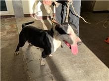 Photo of No. CAAAG1091116029, Male · Medium · Mixed breed