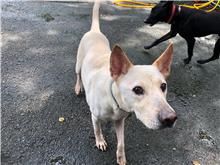 White adult male mixed-breed dog, Medium, shelter no. …1704