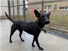 Black adult female mixed-breed dog, Medium, shelter no. …9001