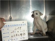 White male mixed-breed dog, Small, shelter no. …059D