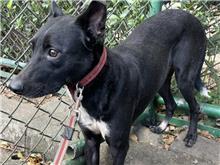 Photo of No. 107063002, Adult · Male · Medium · Mixed breed