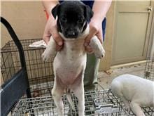 Black-and-white young female mixed-breed dog, Small, shelter no. …2004