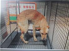 Tan female mixed-breed dog, Medium, shelter no. …9001
