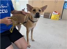 Photo of No. 111070604, Adult · Male · Medium · Mixed breed