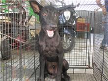 Photo of No. CAAAG1060704002, Male · Medium · Mixed breed