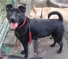 Black adult male mixed-breed dog, Medium, shelter no. …0502