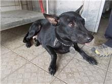 Black adult female mixed-breed dog, Medium, shelter no. …2266