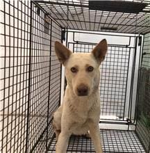 Photo of No. 1100129D02, Adult · Female · Medium · Mixed breed