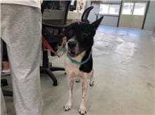 Black-and-white adult female mixed-breed dog, Medium, shelter no. …2709