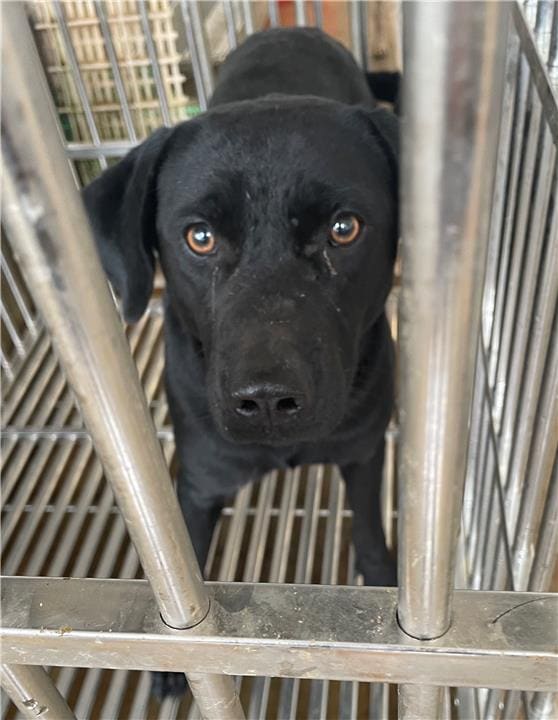 Photo of No. PAAAG1101223027, Adult · Male · Large · Mixed breed