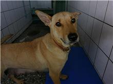 Photo of No. 1070424D02, Adult · Female · Medium · Mixed breed