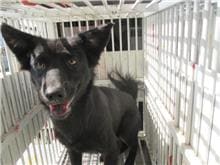Photo of No. CAAAG1061023010, Adult · Female · Medium · Mixed breed
