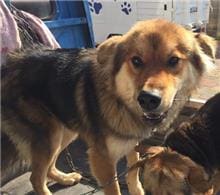 Brown-and-black adult male mixed-breed dog, Medium, shelter no. …6-06
