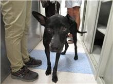 Photo of No. RAAAG1081003001, Adult · Male · Medium · Mixed breed