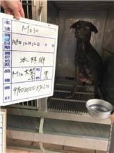 Photo of No. 108-M030D, Adult · Female · Large · Mixed breed
