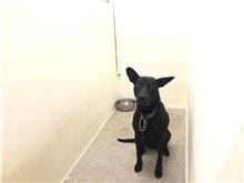 Photo of No. 111061407, Adult · Male · Medium · Mixed breed