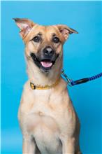 Photo of No. 107101607, Adult · Male · Medium · Mixed breed