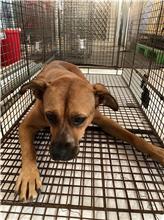 Photo of No. 1111024D01, Adult · Female · Large · Mixed breed