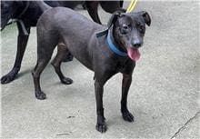 Photo of No. 105042105, Young · Female · Small · Mixed breed