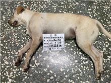 Photo of No. 111-B023D, Adult · Female · Large · Mixed breed