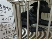 Photo of No. 111-H073D, Adult · Male · Large · Mixed breed