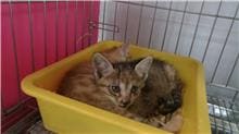 Tabby young female mixed-breed cat, Small, shelter no. …0103