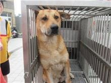 Photo of No. CAAAG1060418013, Male · Medium · Mixed breed