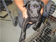 Photo of No. CAAAG1071128007, Female · Small · Mixed breed